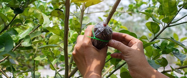 How To Graft Your Fruit Trees This Spring