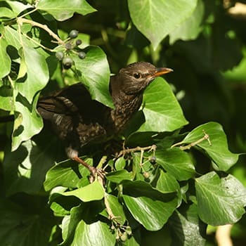 bird in ivy