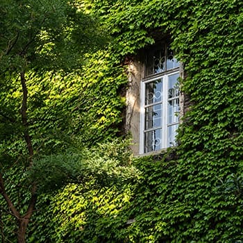 house covered with ivy