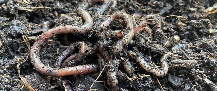 If You See This Jumping Worm In Your Garden, Kill It Immediately!