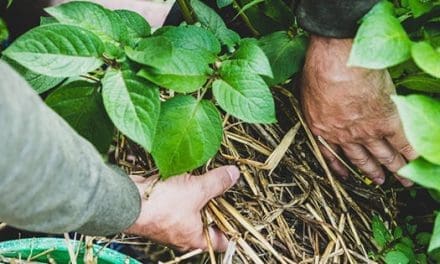 If You Grow This In Your Garden, You Will Never Starve