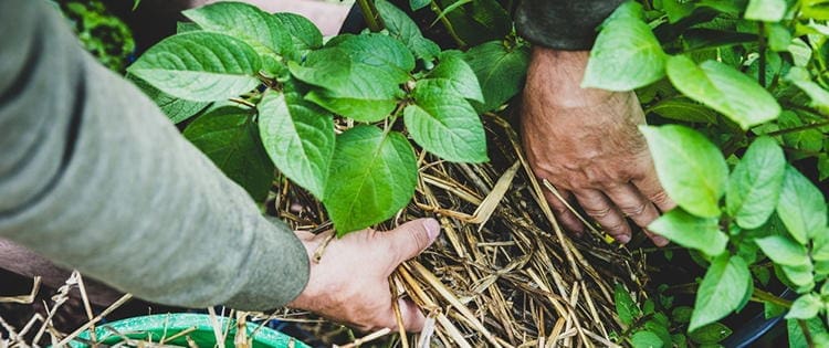 If You Grow This In Your Garden, You Will Never Starve