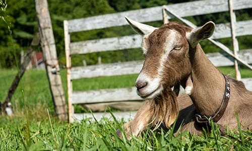 Should I Do This Again