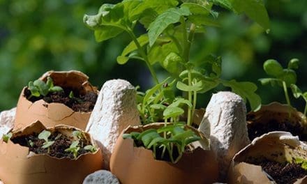 Tomatoes + Eggshells