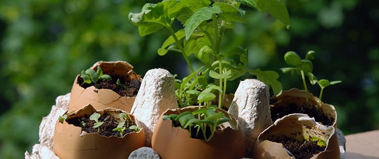 Tomatoes + Eggshells