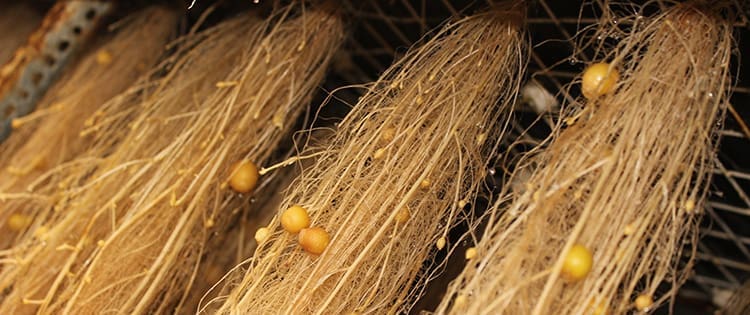 Aeroponics