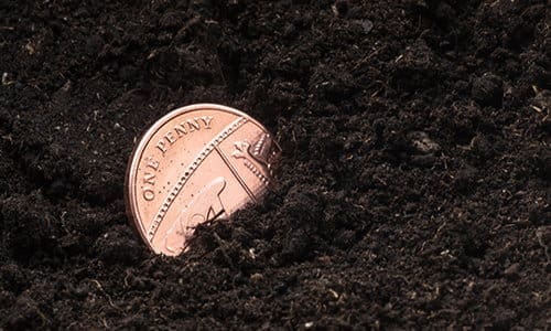 bury a penny next to plants