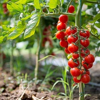 Cherry Tomatoes