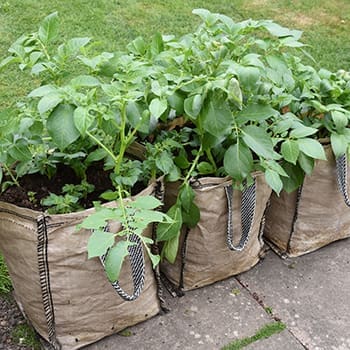 planting potatoes in bags