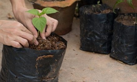 Do Not Throw Your Plastic Bags, Do This Instead