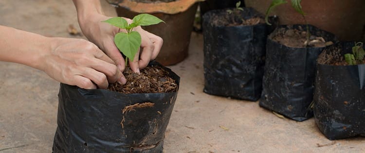 Do Not Throw Your Plastic Bags, Do This Instead