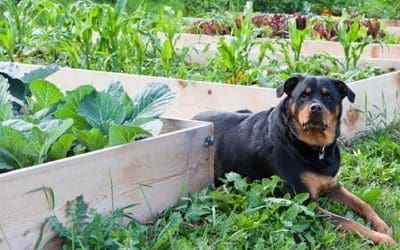 12 Dog-Friendly Plants To Have Around Your Property