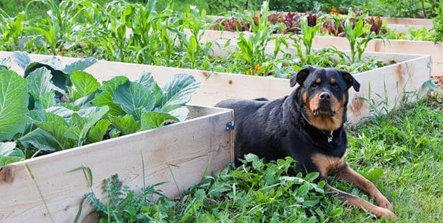 12 Dog-Friendly Plants To Have Around Your Property