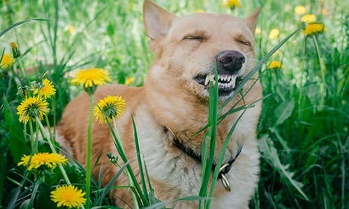 dog eating dandelion - Dog-Friendly Plants
