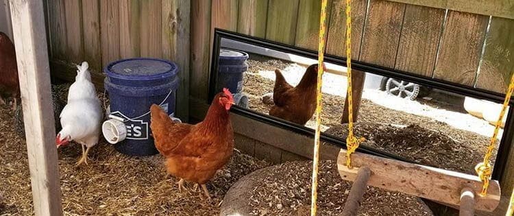 How To Entertain Your Chickens