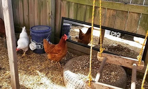 entertain chickens