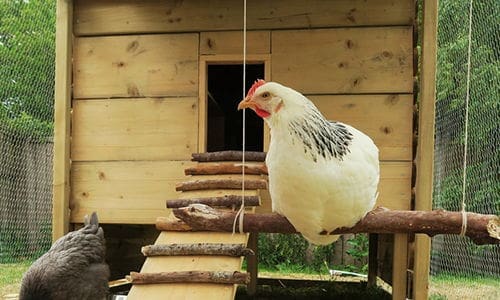entertain chickens