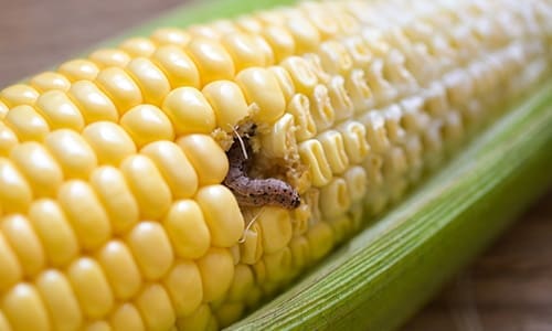 get rid of wasp nest