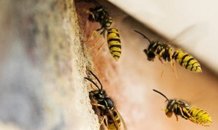 How To Get Rid Of A Wasp Nest
