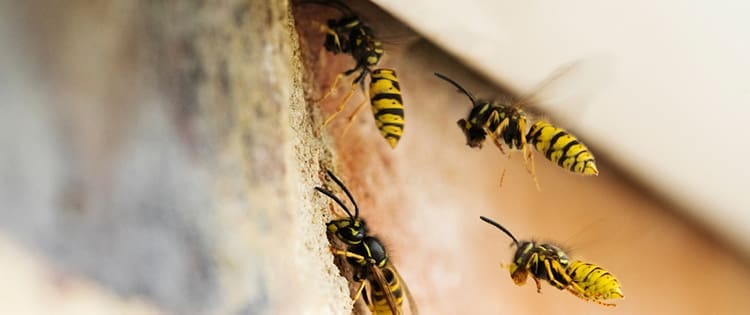 How To Get Rid Of A Wasp Nest