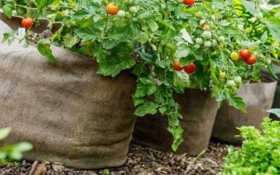 How To Start An Easy Vegetable Container Garden