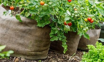 How To Start An Easy Vegetable Container Garden