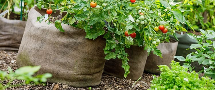 How To Start An Easy Vegetable Container Garden