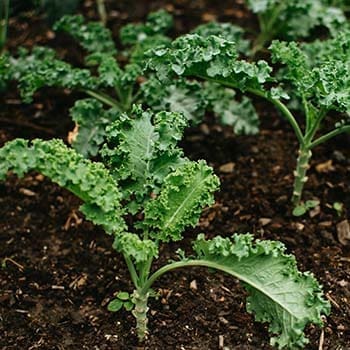 Kale