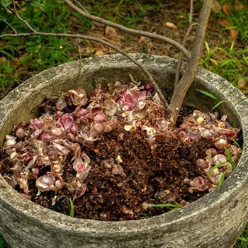 natural fertilizer from onion skins