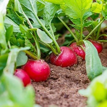 Radishes