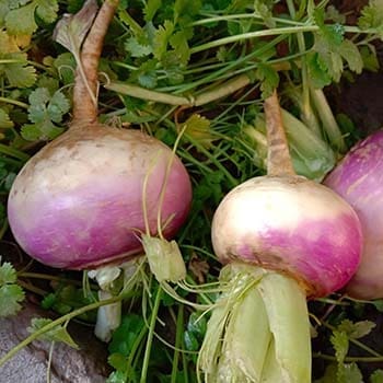 Turnips