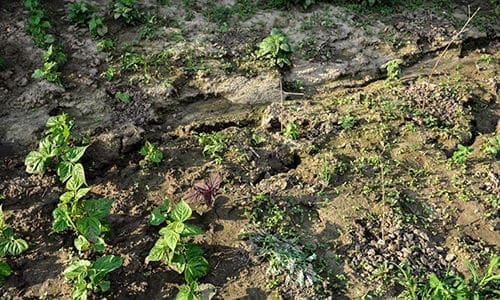 Why You Should Bury Glass Bottles In Your Garden