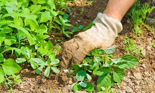 Why You Should Bury Glass Bottles In Your Garden