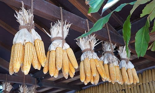 Why You Should Dry Your Food Instead Of Canning It - corn