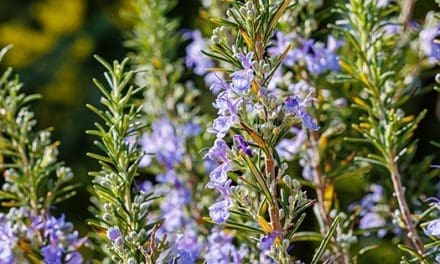 8 Household Uses for Rosemary