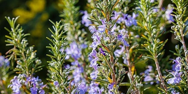 8 Household Uses for Rosemary