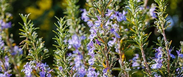 8 Household Uses for Rosemary