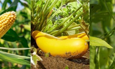 Three Sisters Planting – How to Plant The Three Sisters Garden