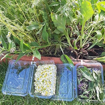 planting the medicinal garden kit
