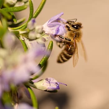 8 Household Uses for Rosemary - pollinator attractor