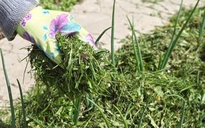 Stop Throwing Your Grass Clippings, Do This Instead