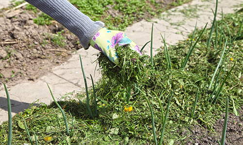 stop throwing grass clippings