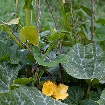 three sisters garden