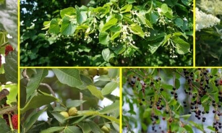 Trees With Edible Leaves You Should Forage This Summer