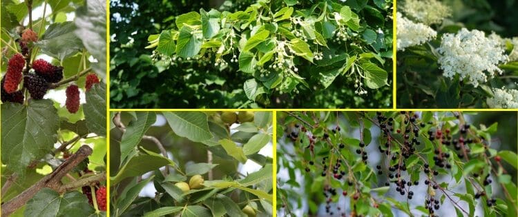 Trees With Edible Leaves You Should Forage This Summer