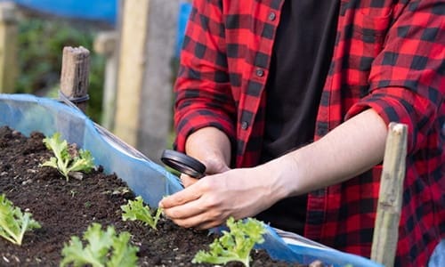 This Is Making Your Plants Sick