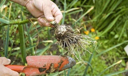 This Is Making Your Plants Sick