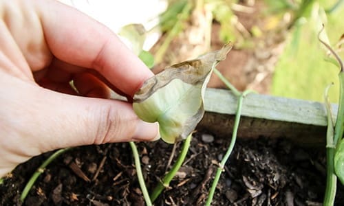 This Is Making Your Plants Sick