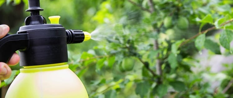 This Is Why You Should Use Hydrogen Peroxide In Your Garden