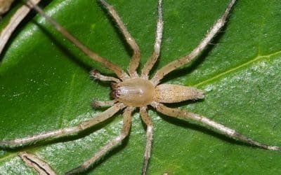 How To Get Rid Of Spiders Naturally